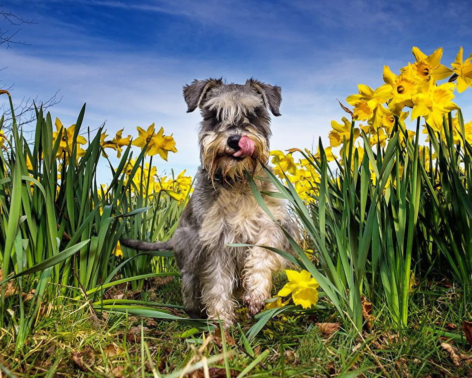 Perro y Flores Amarillas Pintar por Números