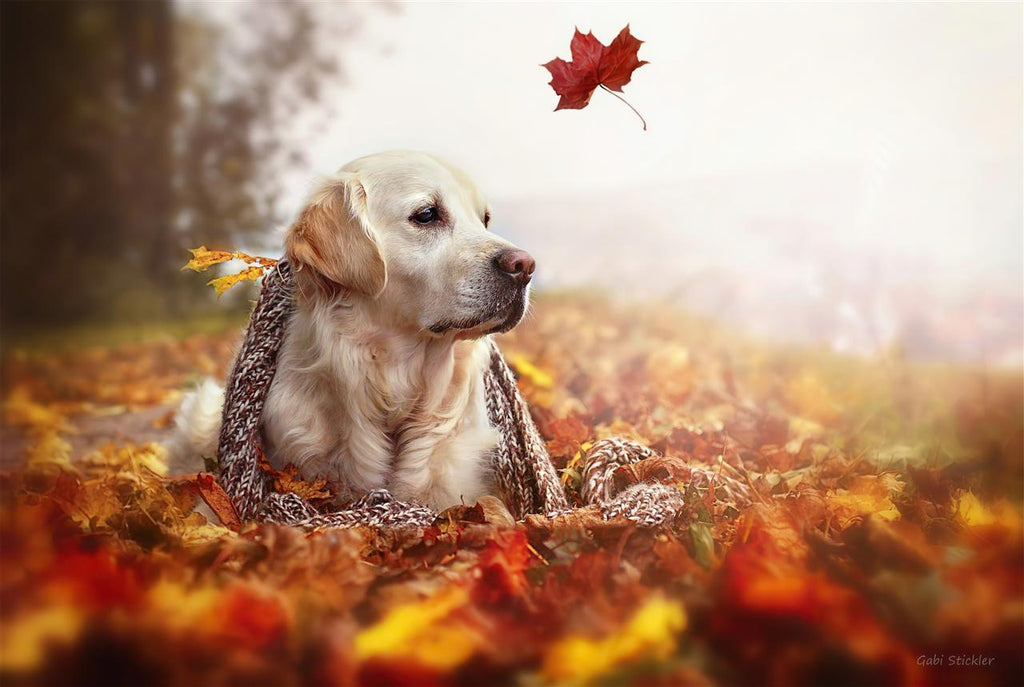 Perro y Hojas de Otoño Caídas Pintar por Números