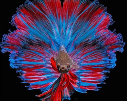 Pez Betta de Cola Roja y Azul Pintar por Números
