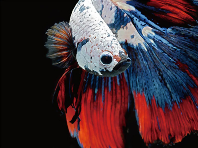 Pez Blanco con Cola Roja y Azul Pintar por Números