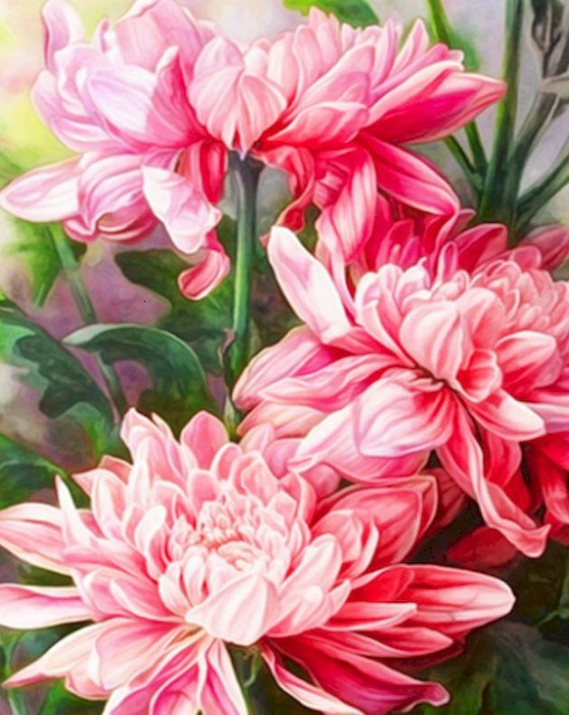 Pintura al Óleo de Flores de Crisantemo Rojo Pintar por Números