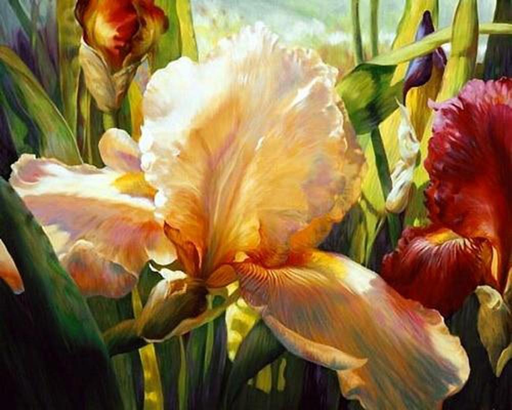 Pintura al Óleo de Flores de Iris de Color Blanco y Rojo Pintar por Números