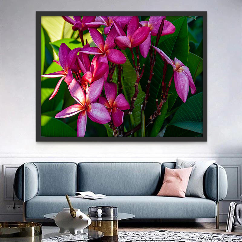Plumeria Rubra con Hojas Verdes Pintar por Números