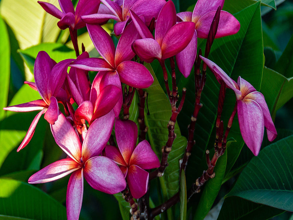 Plumeria Rubra con Hojas Verdes Pintar por Números