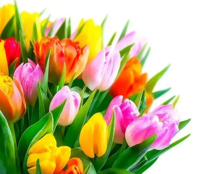 Ramo de Tulipán de Colores Diferentes Pintar por Números