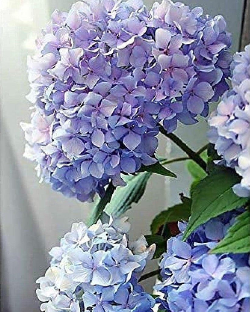 Ramo Hermoso de Hortensias Moradas Pintar por Números