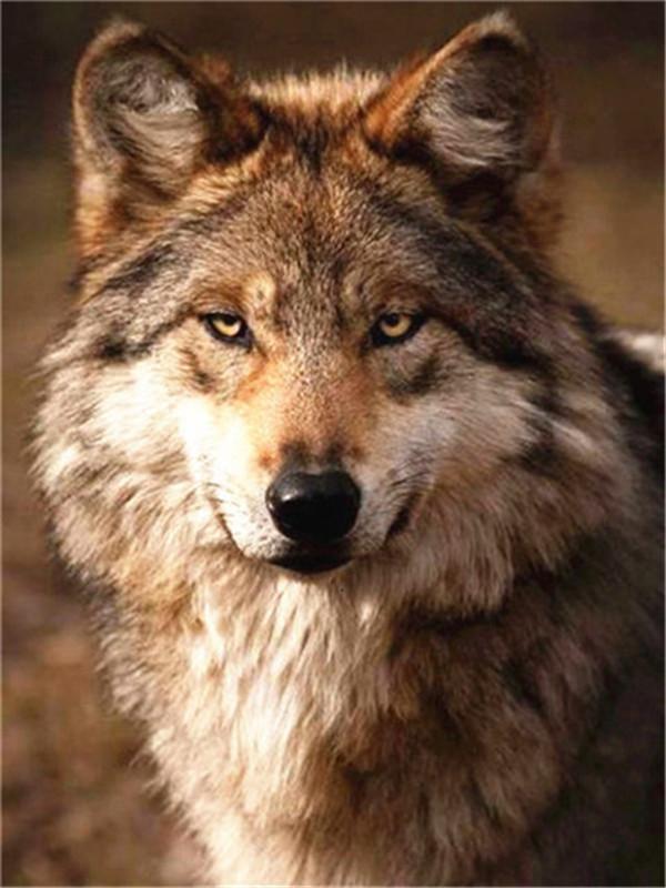 Retrato de Lobo Salvaje Pintar por Números