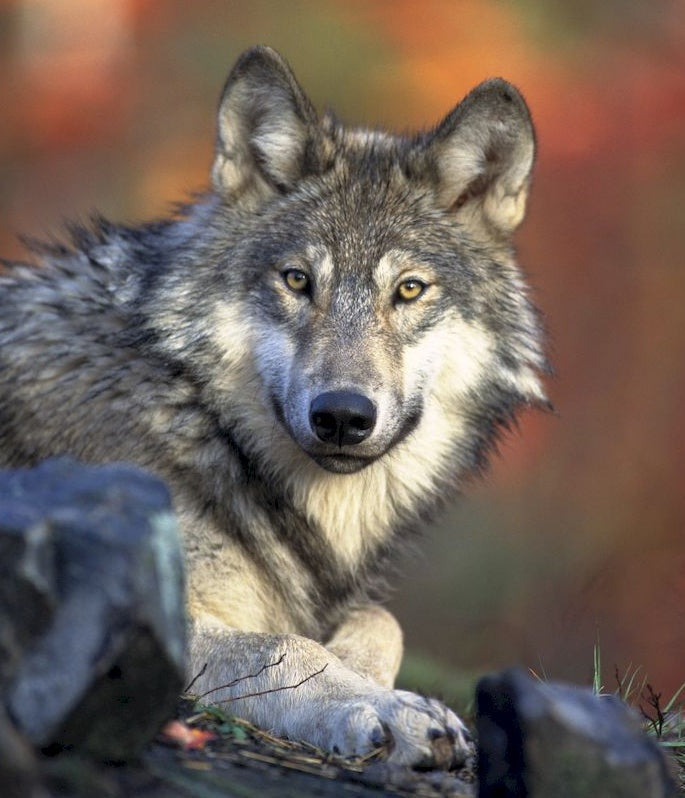 Retrato de Lobo Sentado sobre Roca Pintar por Números