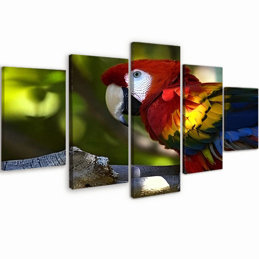 Retrato de Papagayo de Plumas Coloridas 5 Partes Pintar por Números