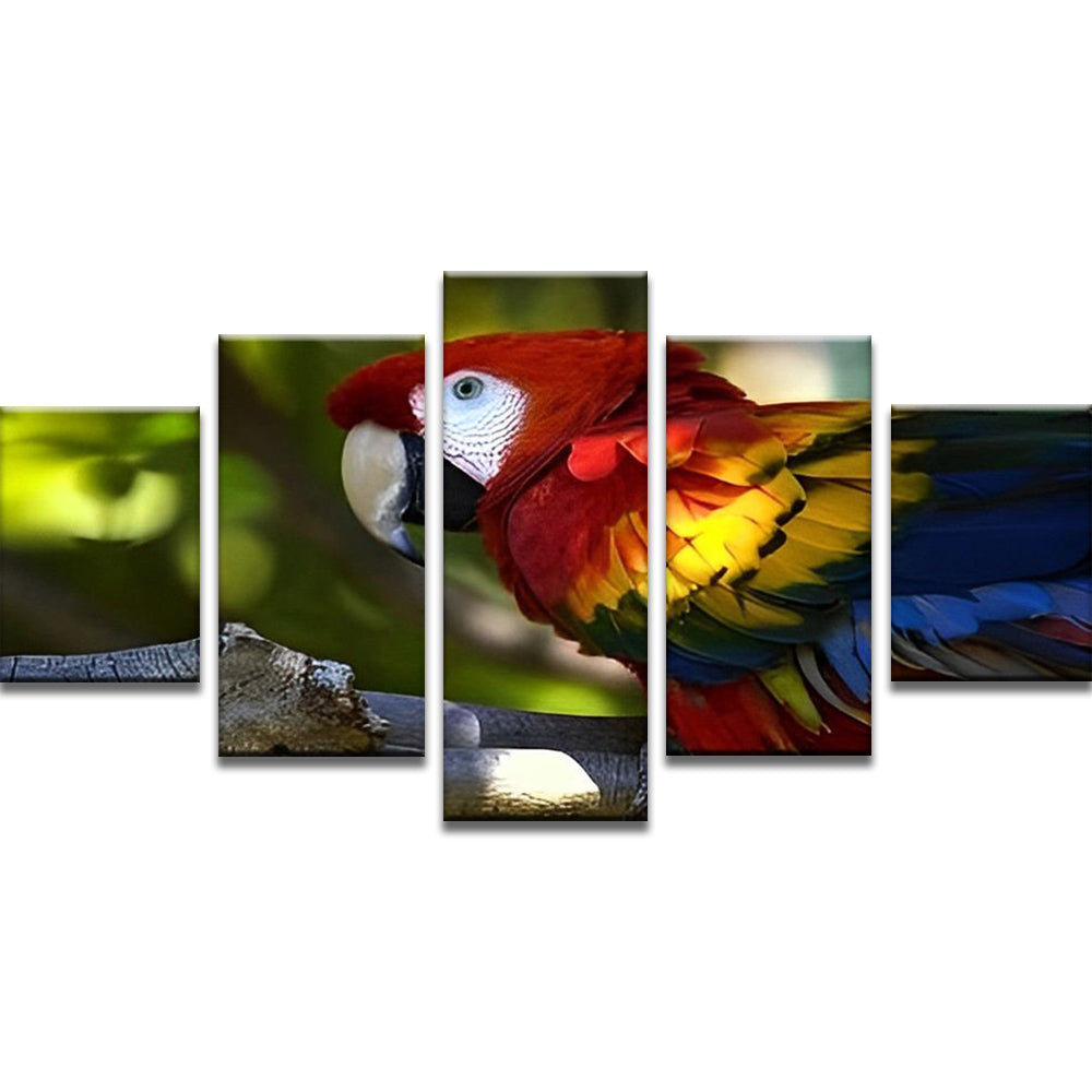 Retrato de Papagayo de Plumas Coloridas 5 Partes Pintar por Números
