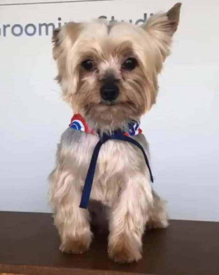 Retrato de Perro Lindo Pintar por Números