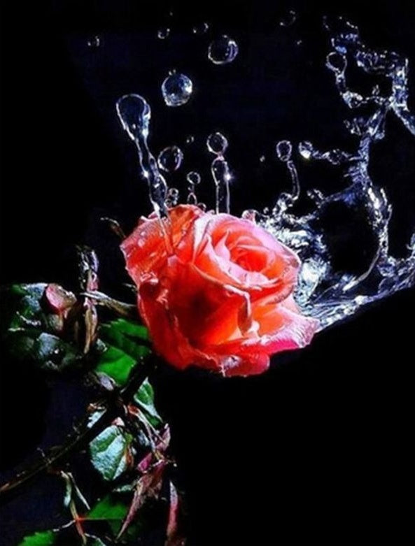 Rosa de Color Rojo con Agua Salpicada Pintar por Números