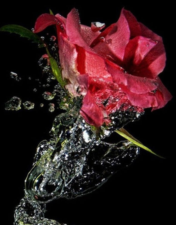Rosa Roja con Agua Salpicada en el Fondo Negro Pintar por Números