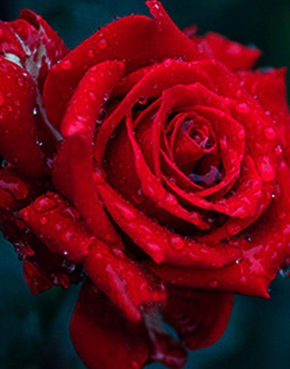 Rosa Roja con Gotas de Agua de Cerca Pintar por Números