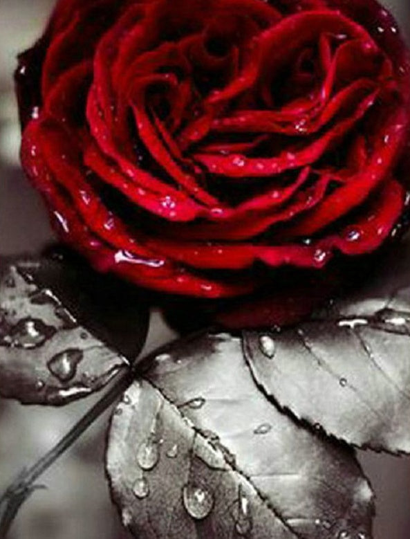 Rosa Roja con Hoja Gris y Gotas de Agua Pintar por Números