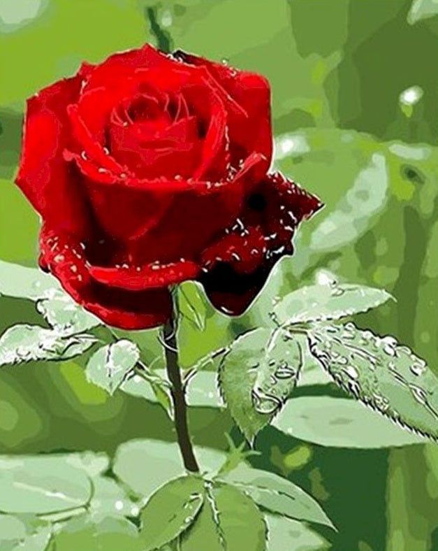 Rosa Roja con Hojas Verdes y Gotas de Agua Pintar por Números