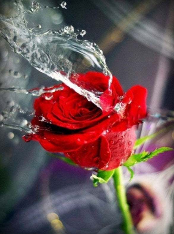 Rosa Roja y Agua Salpicada y Fondo Difuso Pintar por Números