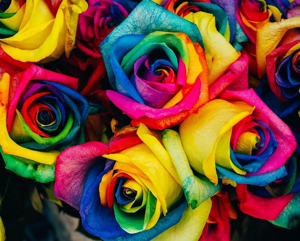 Rosas de Pétalos de Color Arcoíris Pintar por Números