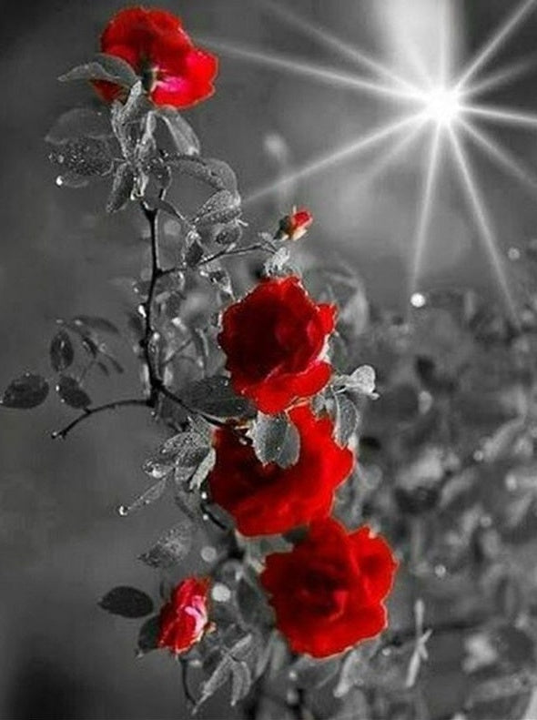 Rosas Rojas con Fondo en Blanco y Negro Pintar por Números
