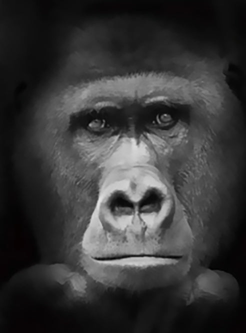Rostro de Chimpancé en Blanco y Negro Pintar por Números
