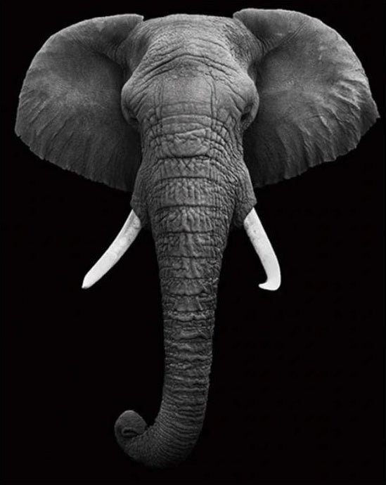 Rostro de Elefante en Blanco y Negro Pintar por Números