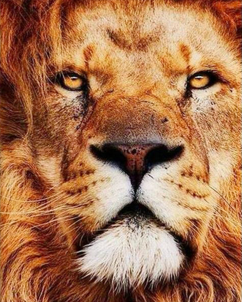 Rostro de León Pintar por Números