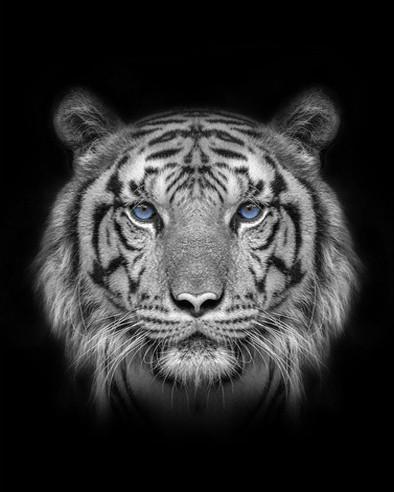 Rostro de Tigre en Blanco y Negro Pintar por Números
