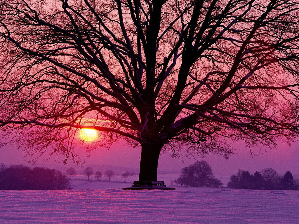 Silueta de Árbol al Atardecer y Cielo Morado Pintar por Números