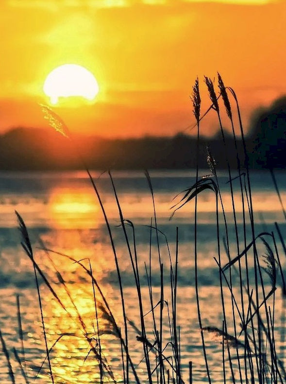 Silueta de Plantas al Atardecer Pintar por Números
