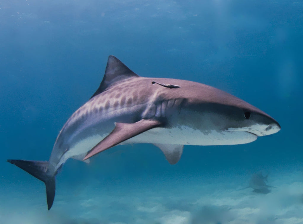 Tiburón Solo en el Fondo Marino Pintar por Números