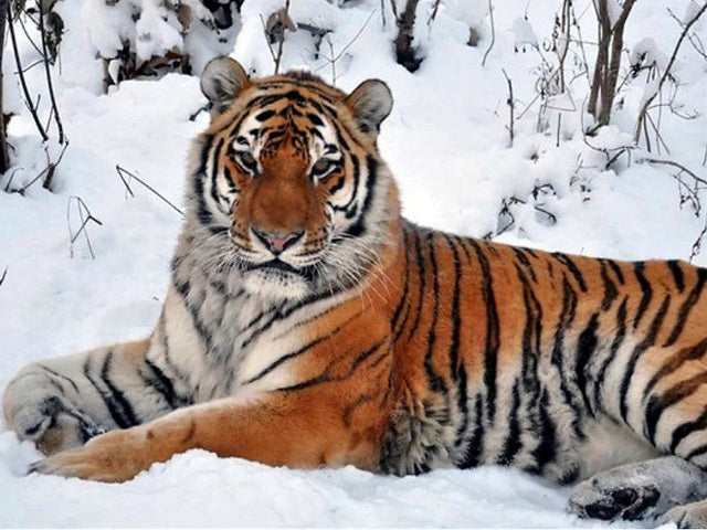 Tigre Acostado en la Nieve Pintar por Números