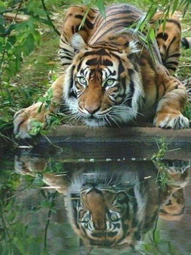 Tigre al Lado del Río Pintar por Números