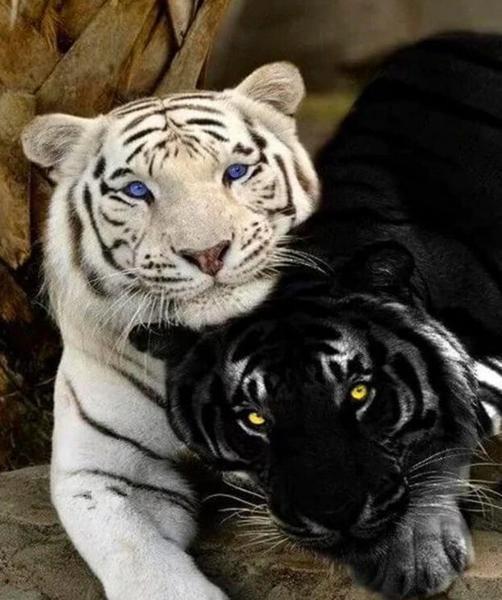 Tigre Blanco y Tigre Negro Pintar por Números