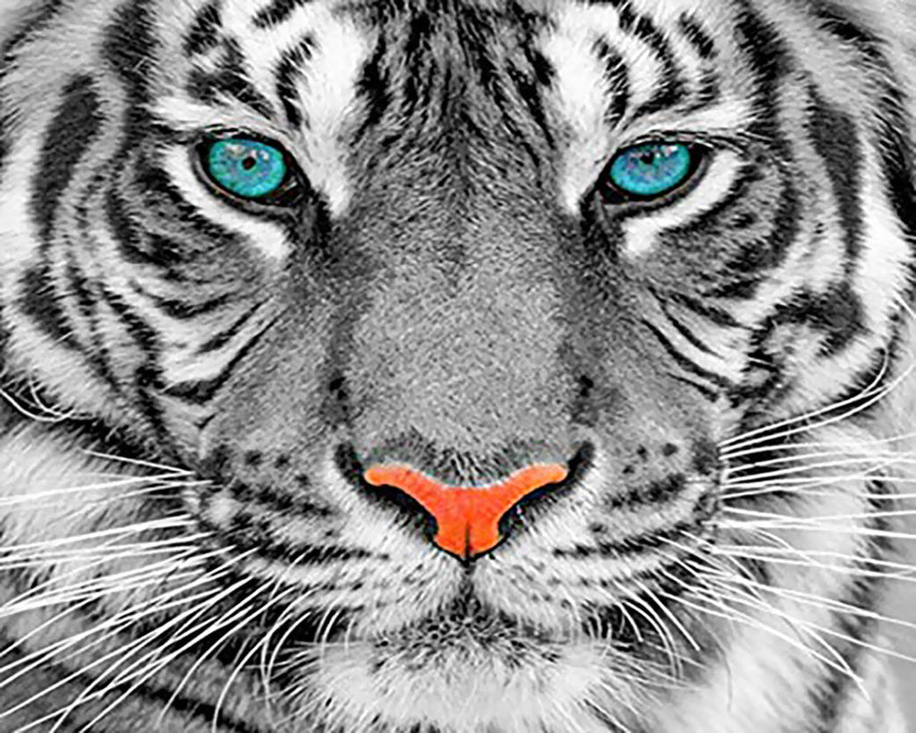 Tigre con los Ojos Verdes Pintar por Números