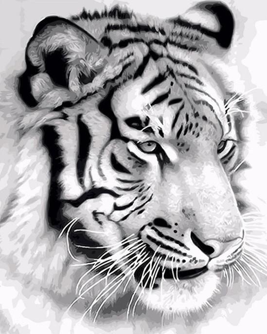 Tigre en Blanco y Negro Pintar por Números
