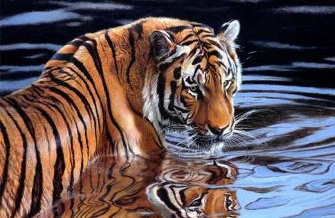 Tigre en el Agua Pintar por Números