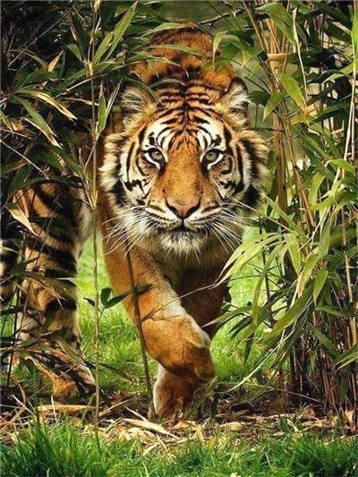 Tigre en el Bosque Pintar por Números