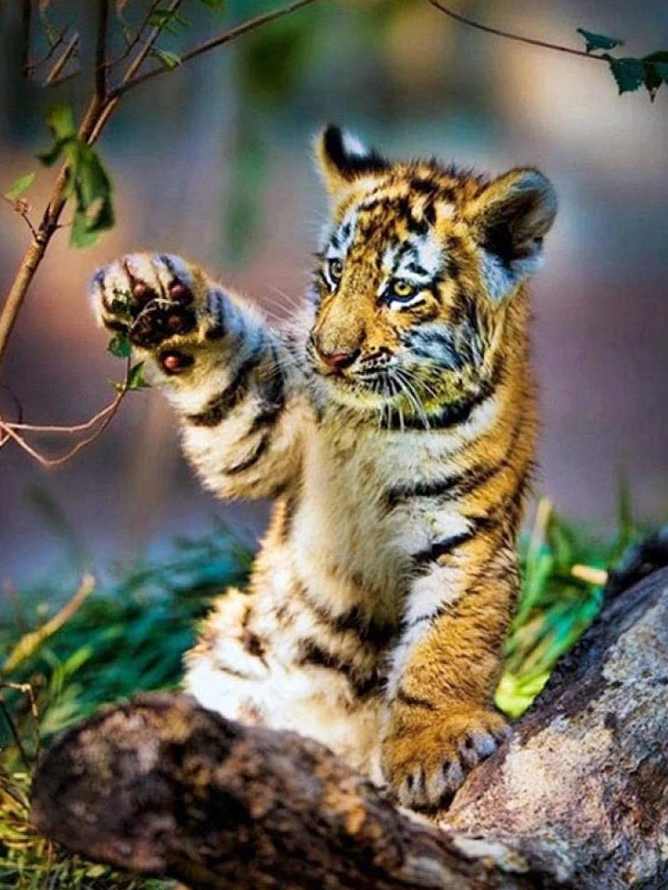 Tigre Pequeño Tocando Rama de Árbol Pintar por Números