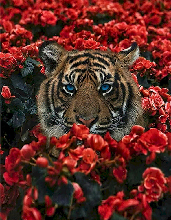 Tigre Rodeado de Flores Rojas Pintar por Números