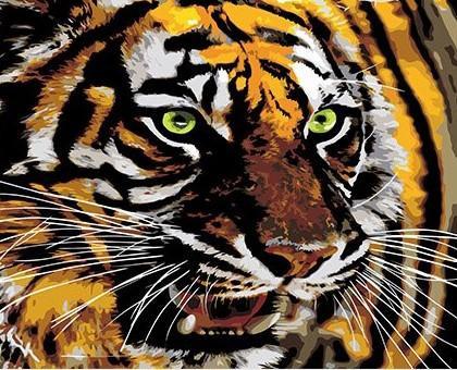 Tigre Rugiendo Pintar por Números