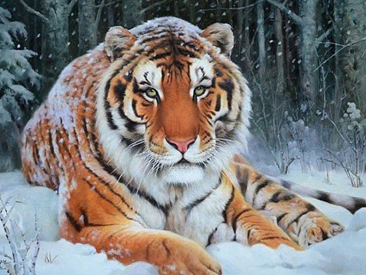 Tigre Sentado en la Nieve Blanca Pintar por Números