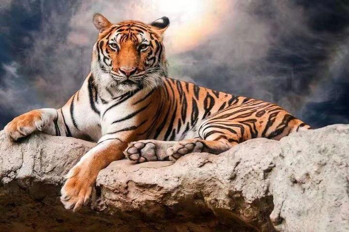 Tigre Sentado sobre la Roca Pintar por Números