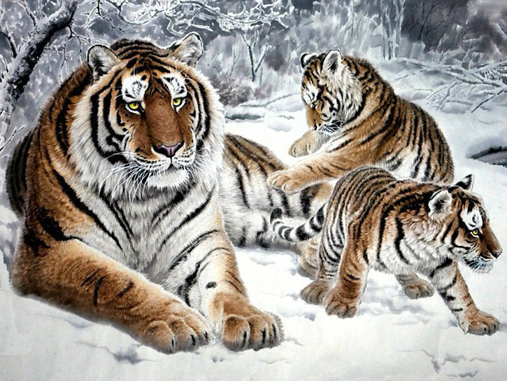 Tigre y Dos Tigritos en Tierra Nevada Pintar por Números