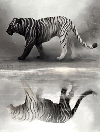 Tigre y Su Reflejo en Blanco y Negro Pintar por Números