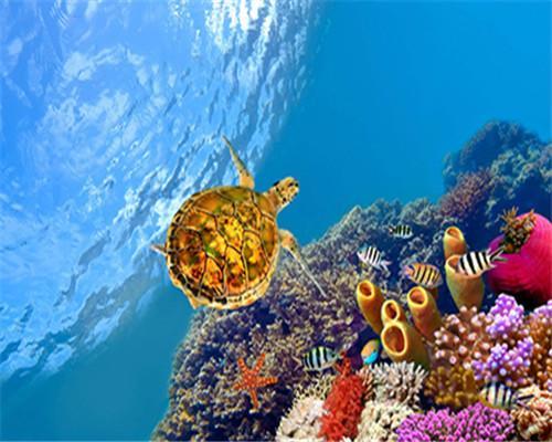 Tortuga Amarilla y Corales Pintar por Números