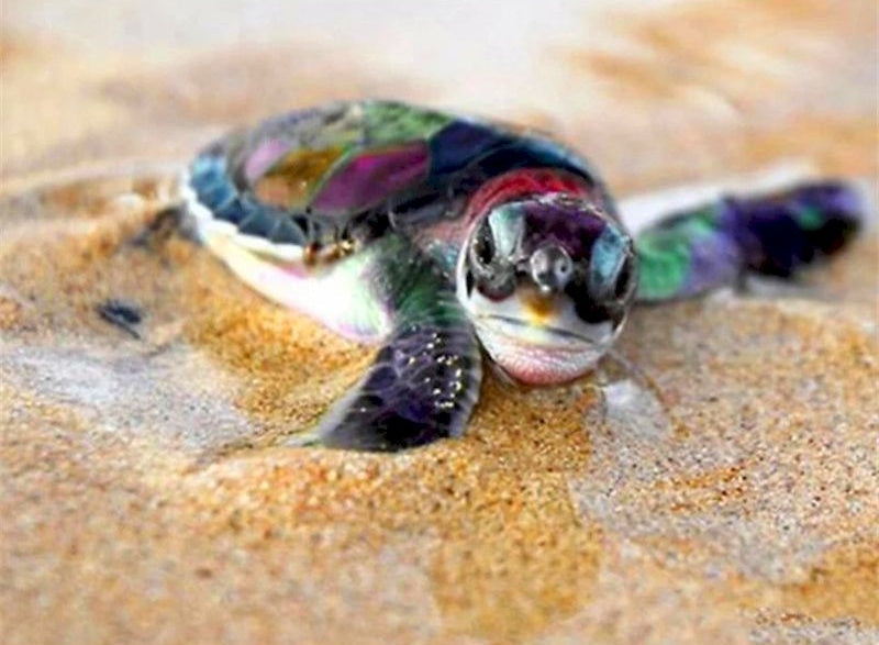 Tortuga Bebé Linda en Playa Pintar por Números