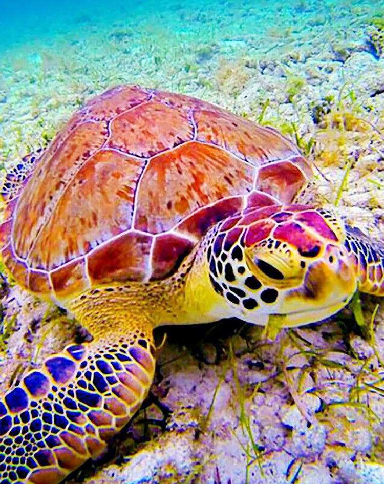 Tortuga Comiendo Algas Pintar por Números
