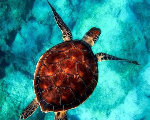 Tortuga con Concha Roja en Mar Azul Claro  Pintar por Números