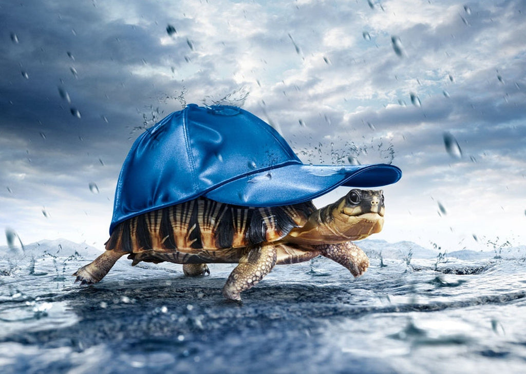 Tortuga con Gorro de Béisbol Pintar por Números