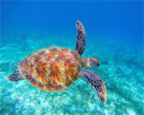 Tortuga de Concha Anaranjada en Mar Azul Pintar por Números